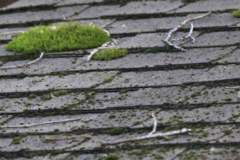 how to clean moss from roof